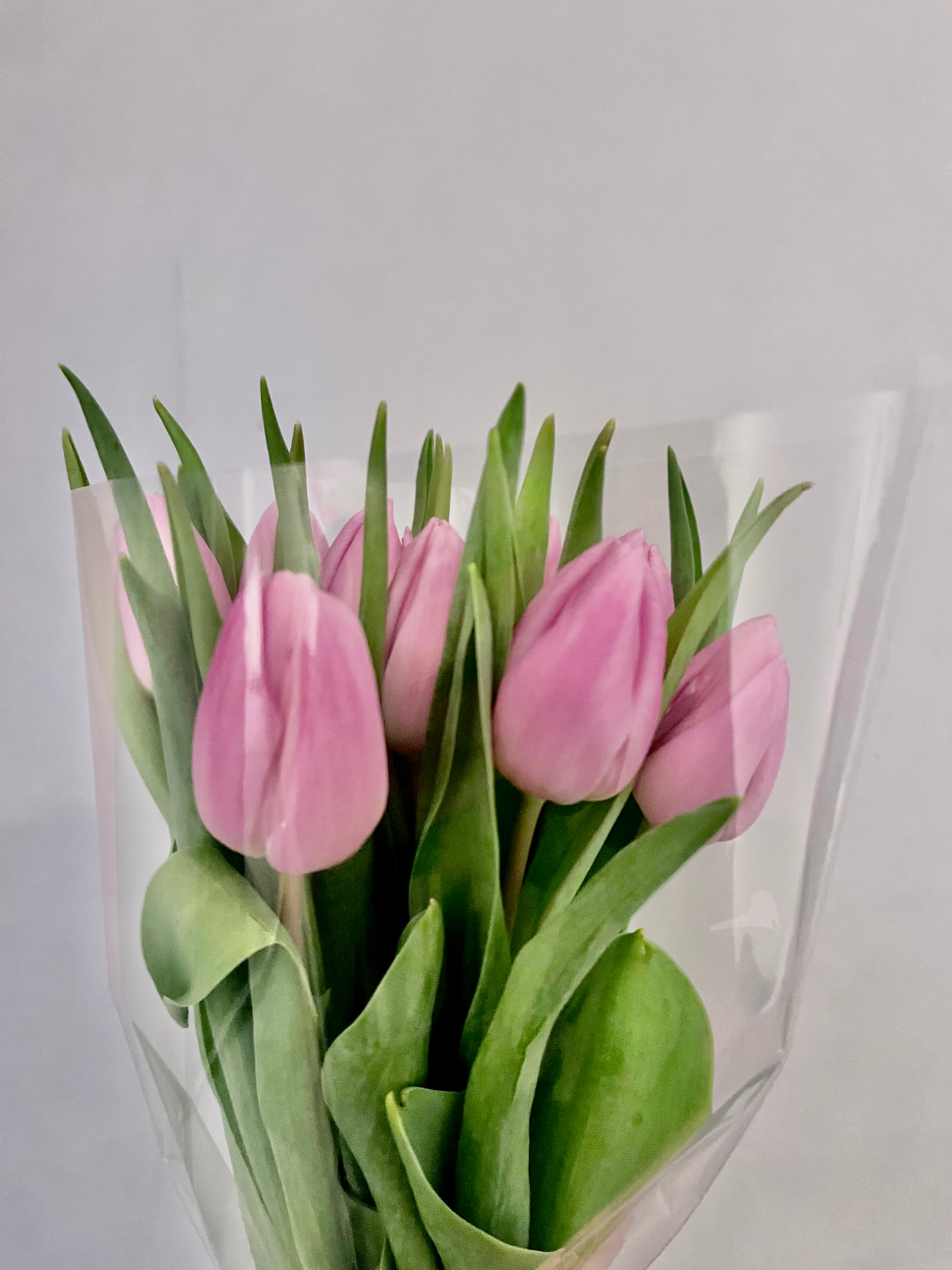 tulipes roses 
